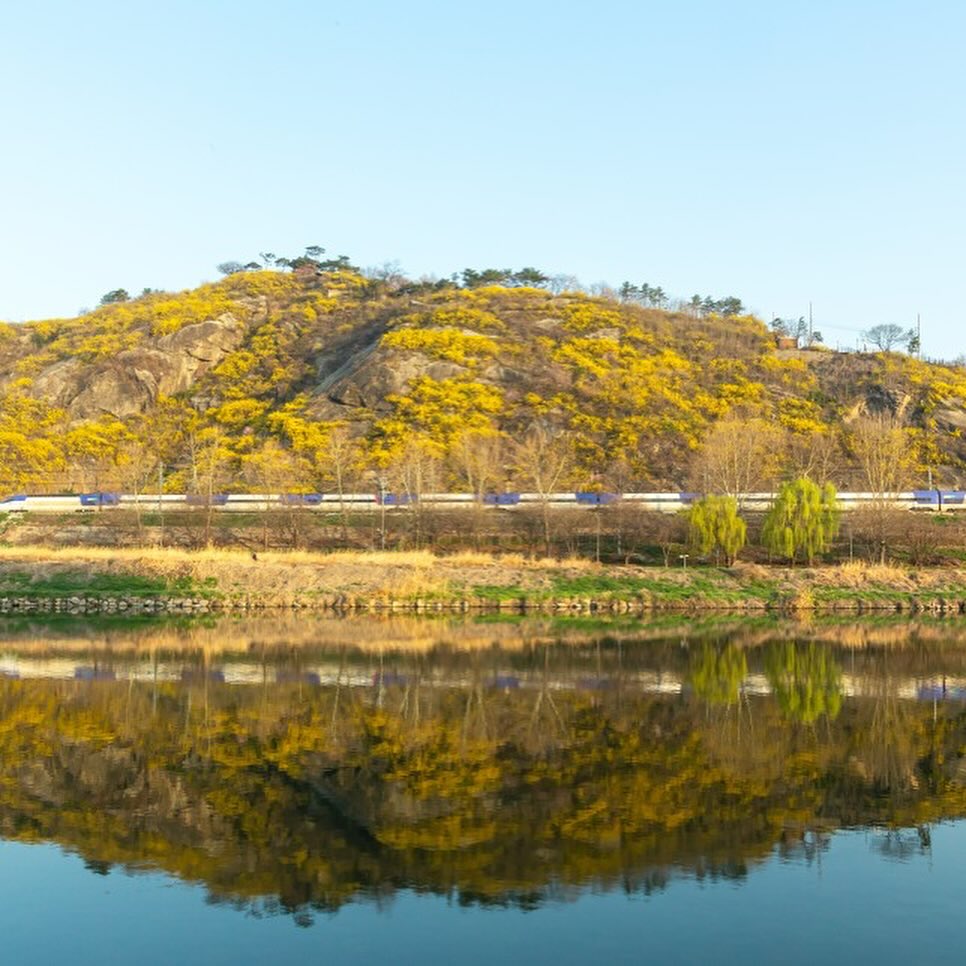 서울 봄꽃 축제, 제가 먼저 시작할게요 | 