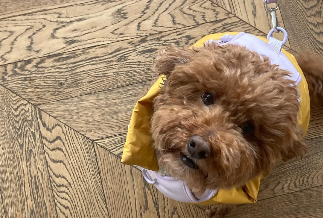 나도 서울숲 데려가개 | 